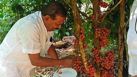 Forest fruit ripe at home