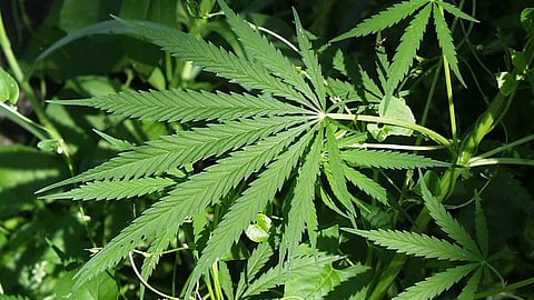 Cannabis plant found near Aluva Rural SP's house