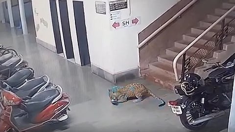 Leopard attacks dog after entering IIT Bombay campus