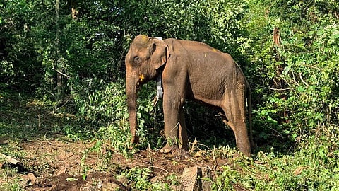 elephant caught and released into the wild in Kothamangalam died
