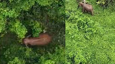 Wild elephant in Angamaly residential area