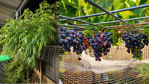 kitchen garden in Melbourne that smells of curry leaves and grows grapes