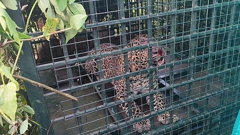 leopard trapped in cage set for tiger in vandiperiyar