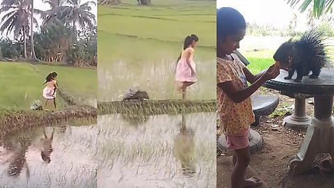 Sri Lanka girl’s rare friendship with porcupine and civet goes viral