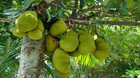 No one recognized the poor jackfruit.