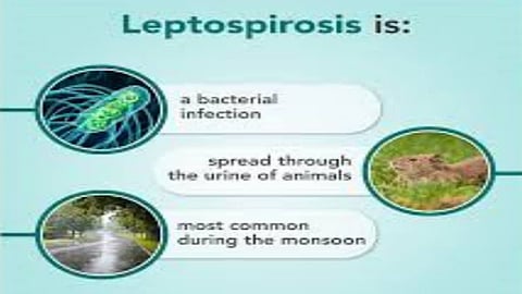 Leptospirosis is caused by the bacteria Leptospira entering the body.