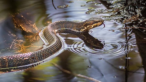 Snake breeding center submerged in heavy rain; 900 venomous snakes escape | Video