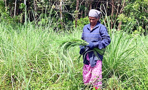 East-Indian Lemon Grass cultivation in elephant-infested areas