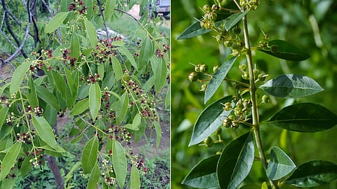 Sandalwood tree cut at devaswom HQ, mistaken for henna