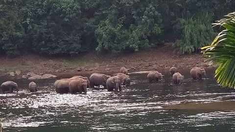 Herd of wild elephants bathes in Kuttampuzha