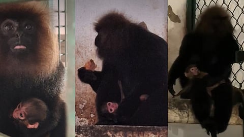 nilgiri langur birth in thiruvananthapuram zoo