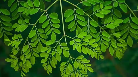 Karkadakam is here—can you eat moringa leaves? What to avoid