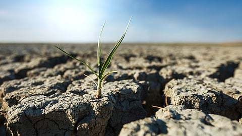 Dry skies and dying farms