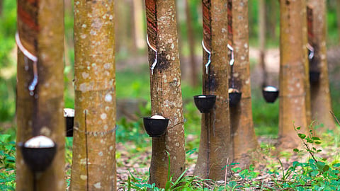 kerala raises rubber support price