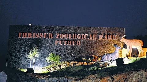 mouth cancer worsens tiger nandu euthanized in thrissur zoological park