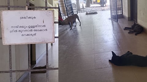 Severe stray dog menace at the RDO office