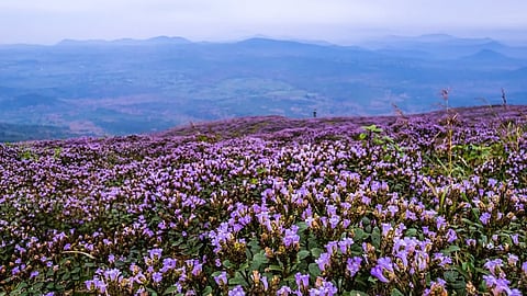 chokramudi neelakurinji blooms concluded