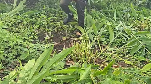 forest dept clears encroached land in chinnakanal