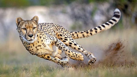 A cheetah brought from Botswana to Kuno National Park.