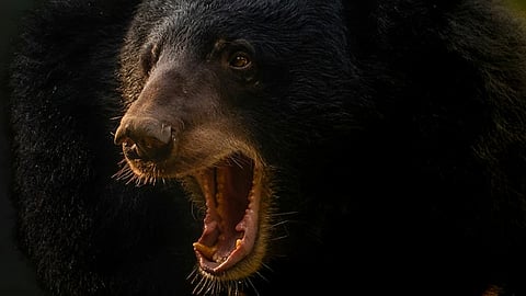 Mobile phone explodes after being bitten by a bear; 15-year-old has a narrow escape