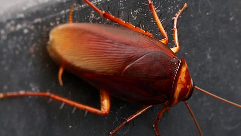 an effigy of a cockroach will also be burnt; a 30-foot-long cockroach is being prepared
