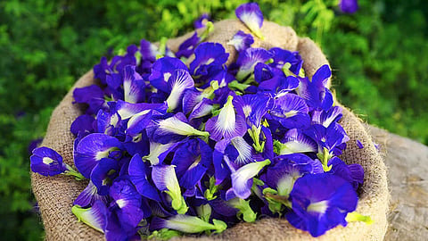 Blue butterfly pea flowers: 4,000 rupees per kilogram!