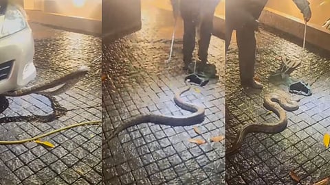 snake caught cm vd satheesan's house