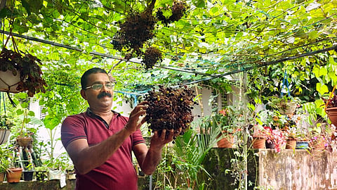 Combidian grapes Kothamangalam