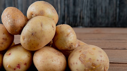 Potato crisis, price hike likely