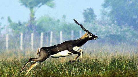 Blackbuck headcount in Odisha on Sunday