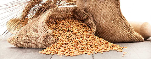 Wheat acreage up slightly at 341.13 lakh hectare so far this rabi season