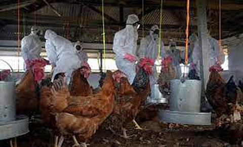 Experts say bird flu threat small despite Cambodian fatality Phnom