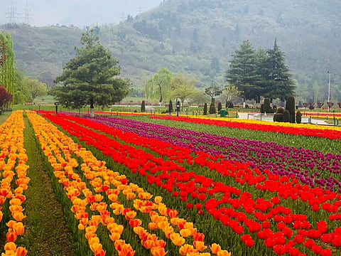 Asia's largest Tulip garden in Kashmir ready to welcome visitors from March 19