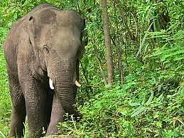 Three elephants electrocuted due to illegal electric fencing in TN