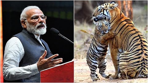 PM to release tiger census data at mega event to mark 50 years of Project Tiger