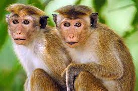 Sri Lanka confirms Chinese company request for exporting one lakh endangered monkeys
