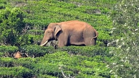 Arikomban case: Court appointed panel favours translocation of rice-eating elephant, not captivity