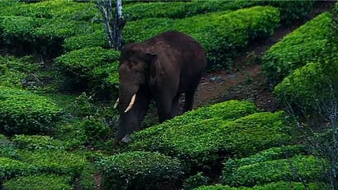 Rice-eating tusker 'Arikomban' tranquilised, to be transferred to another location