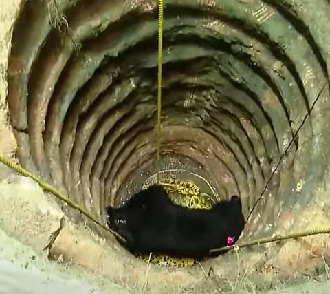 Bear trapped in well for over 10 hours in Kerala brought out unconscious