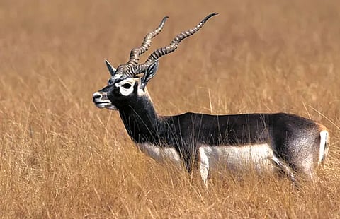 Forest department digs pits for blackbucks during hot summer