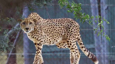 Representational image