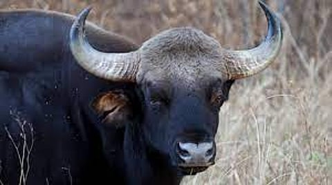 Boy injured in wild buffalo attack in Kerala's Idukki