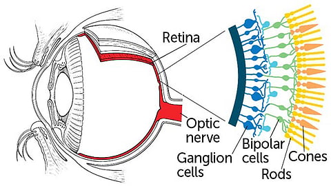 Gene therapy helps combat some forms of blindness – and ongoing clinical trials are looking to extend these treatments to other diseases