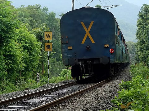 17 buffaloes run over by train near Mangaluru