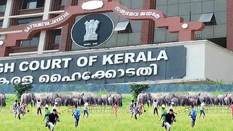 Kerala HC to set up panel to find long-term solutions to human-animal conflict in state