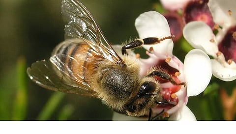 Kerala and its bee(ing)