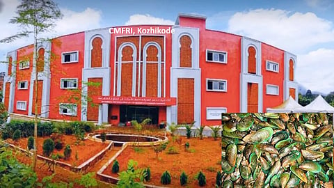 Malabar region of Kerala registered increase in green mussel production: CMFRI