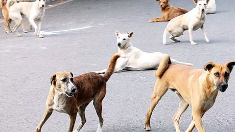 Stray dogs found dead in Kerala's Alappuzha
