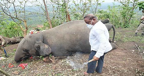 Wild elephant carcass