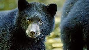 Man injured in bear attack in JK's Doda